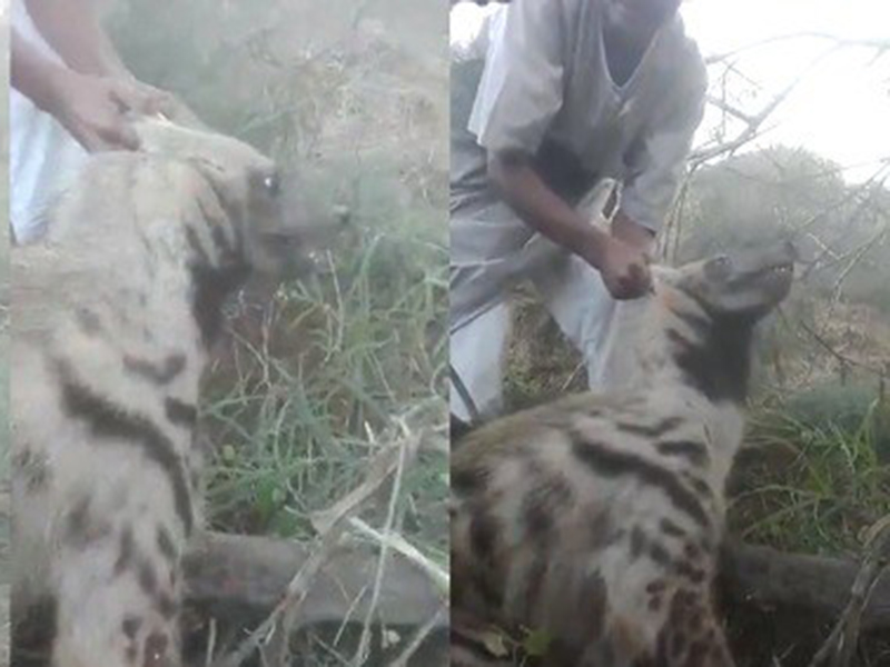 اضغط لمشاهدة الفيديو: اصطياد حيوان الضبع المفترس في جازان